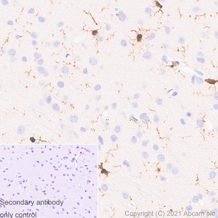 Anti-Iba1 antibody [EPR16589] - Rat IgG2a (Chimeric)(AB283346)