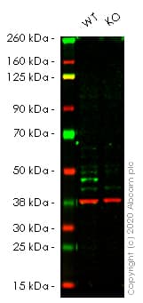 Anti-ATG4B antibody [EPR16572] - BSA and Azide free(AB251285)
