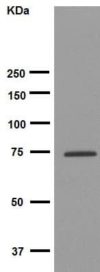 Calpain 1 Antibody Epr3319 Ab108400  Western Blot Img75942
