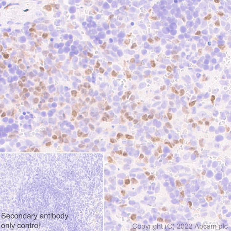 Anti-T-bet / Tbx21 antibody [EPR25086-9] - BSA and Azide free(AB300452)