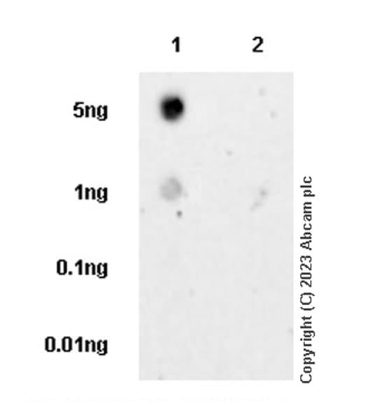 B4galnt1 Antibody Epr28064 64 Ab314130  Dot Blot Img420034