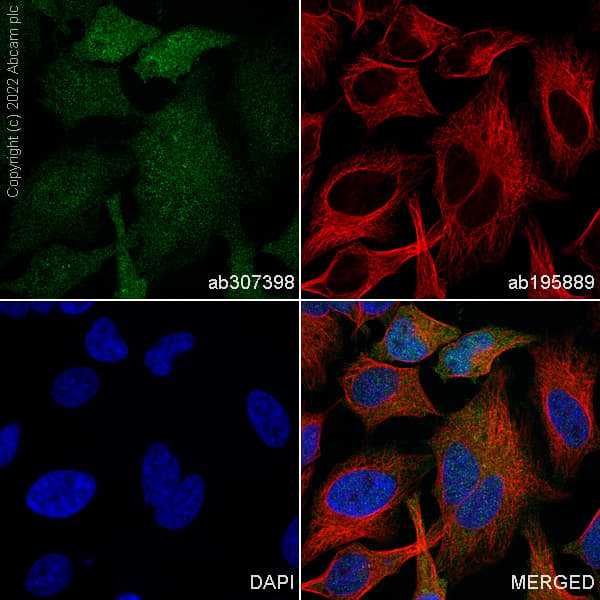 Alexa Fluor 488 Hsp70 Antibody Epr16893 Ab307398  Immunocytochemistry Immunofluorescence Img407839