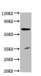 Anti-RPE65 antibody(AB235950)
