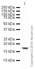 Anti-Histone H3 (tri methyl K4) antibody - ChIP Grade(AB8580)