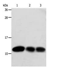 Thioredoxin Trx Antibody Ab185329  Western Blot Img132009