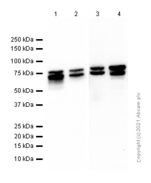 Ddx17 Antibody Epr13807b Ab180190  Western Blot Img166807