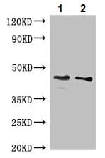 Anti-GDF11 antibody(ab234647)