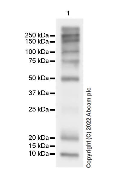 Anti-Strep-tag II antibody [EPR28119-43](AB307676)