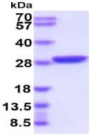 Recombinant A. victoria GFP protein(ab84191)