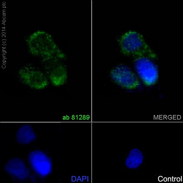 Endothelial Cell Marker (CD31, CD34, ICAM1, CD45) Antibody Sampler Panel - Human(AB254023)