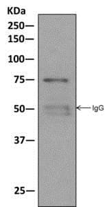 Anti-Moesin antibody [EPR2429(2)] - BSA and Azide free(AB249530)