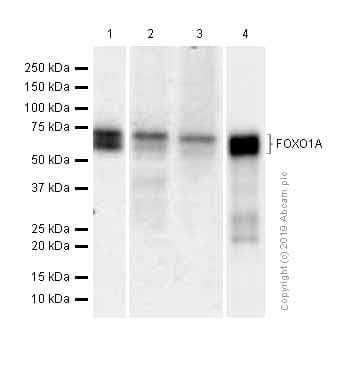 Anti-FOXO1A antibody [EPR12020](AB179450)