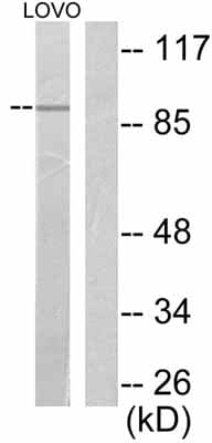 Anti-Fibroblast activation protein, alpha antibody(AB53066)