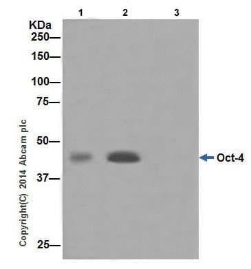 Anti-Oct4 antibody [EPR17929] - ChIP Grade - BSA and Azide free(AB271937)