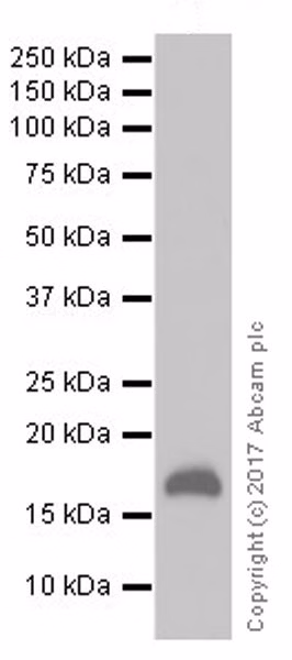 Western blot - Anti-p21 antibody [EPR18021] (ab188224) at 1/1000 dilution