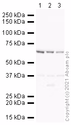 Western blot of anti-Lamin B1 antibody (ab16048) at 1/1000 dilution.