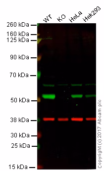 Western blot image showing the specificity of ab78078 (Anti-beta III Tubulin antibody) with wild-type and beta III Tubulin knockout HAP1 cells.