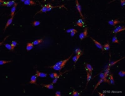 Anti-Glutathione Peroxidase 1 antibody(AB22604)