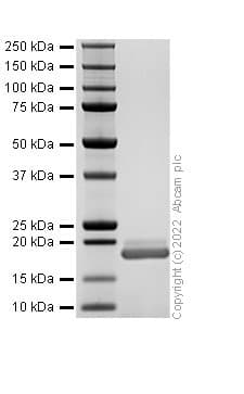 Recombinant Human G-CSF Protein (Active)(AB307484)