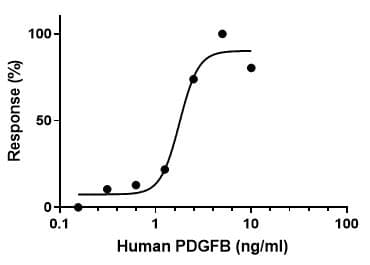 Recombinant human PDGF B protein (Active)(AB259425)
