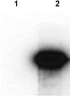 Anti-HA tag antibody [HA.C5](AB18181)