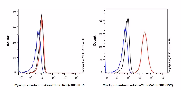 Intracellular flow cytometric analysis of Myeloperoxidase in HeLa and HL-60 cells.