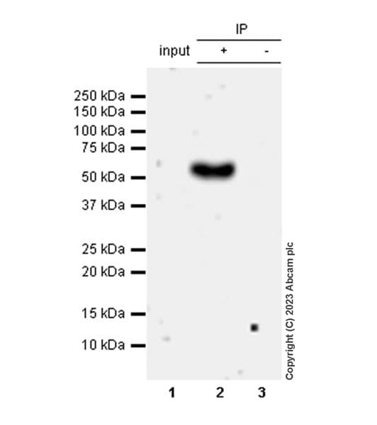 Anti-Stra8 antibody [EPR27083-56](AB308124)