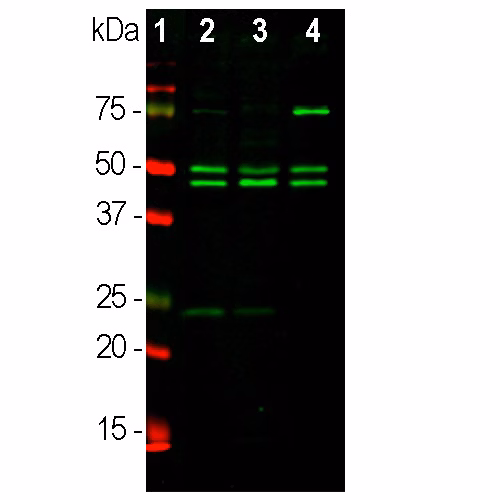 Western blot of anti-NeuN antibody (ab104224) at 1/1000 dilution showing neuronal marker in rat and mouse brain lysates.