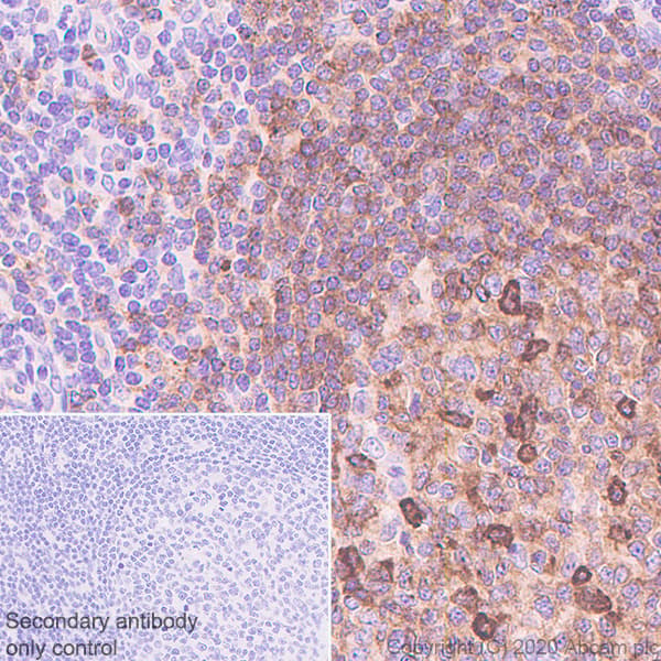 Cxcr5 Antibody Epr23463 30 Ab254415  Immunohistochemistry Formalin Pfa Fixed Paraffin Embedded Sections Img107042