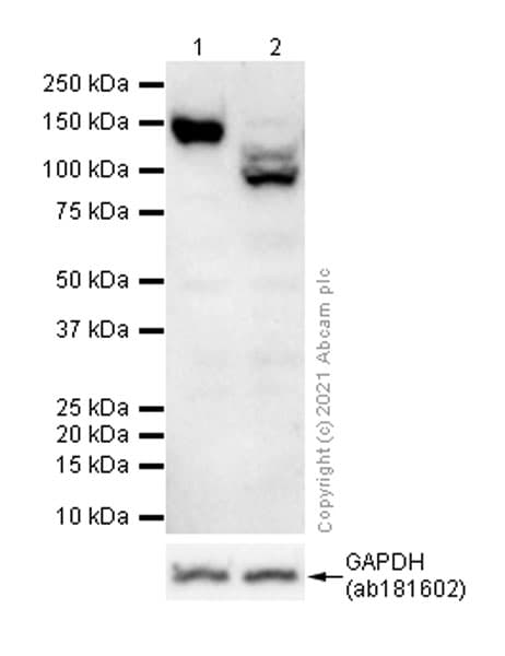 Anti-Integrin alpha V antibody [EPR16800](AB179475)