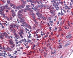 Anti-MTCH2 antibody(AB113707)