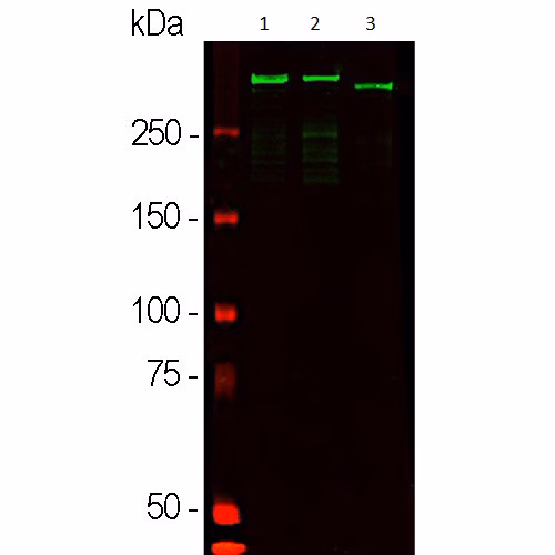 Western blot showing the expression of MAP2 protein in different rat and mouse brain lysates using anti-MAP2 antibody (ab5392).