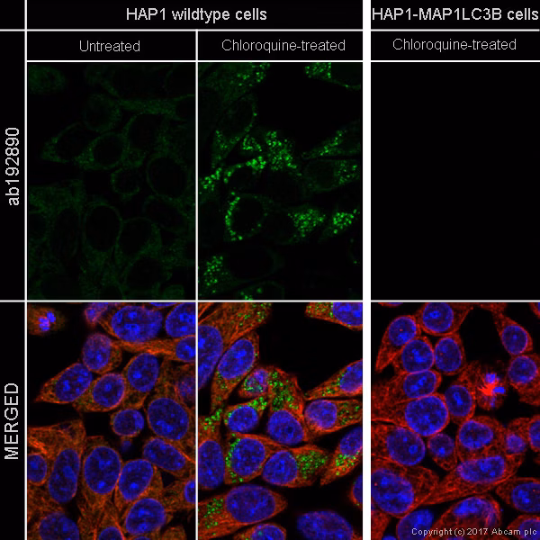 ab192890 staining LC3B in HAP1 cells (wildtype and MAP1LC3B knockout) +/- Chloroquine (50 μm, 24 hours).