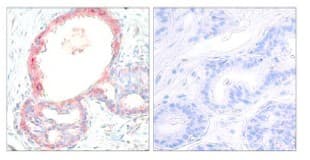Anti-c-Rel (phospho S503) antibody(ab30624)