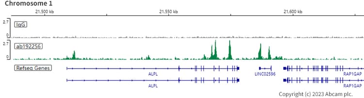Anti-RUNX2 antibody [EPR14334](AB192256)