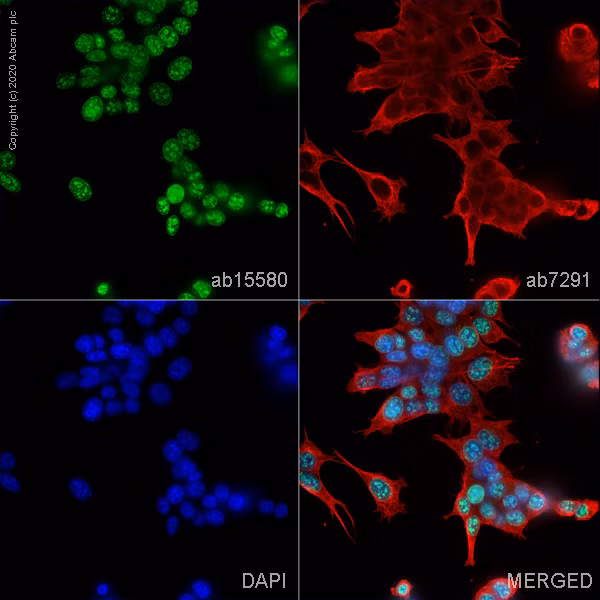 Ki67 staining in Mef1 cells, showing cell cycle proliferation and nuclear DNA in green, red, and blue.