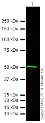 Anti-beta Tubulin antibody - Loading Control(AB6046)