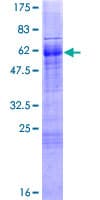 Recombinant Human FOXI1 protein(AB132217)