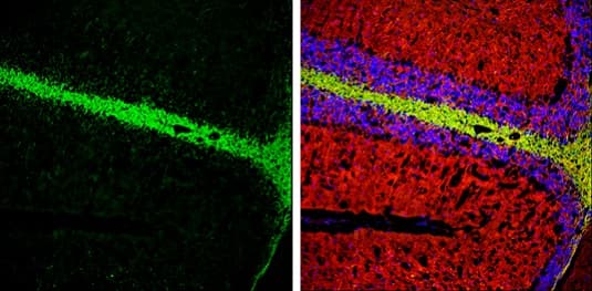 Anti-CNPase antibody(AB227218)