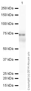 Hrp Vitronectin S Protein Antibody Ep873y Ab199310  Western Blot Img88343