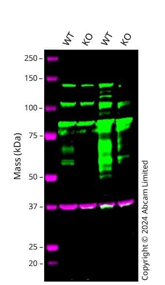 Anti-BACE1 antibody [EPR3956] - BSA and Azide free(AB237595)