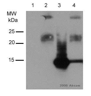 Anti-Myc tag antibody(AB9106)