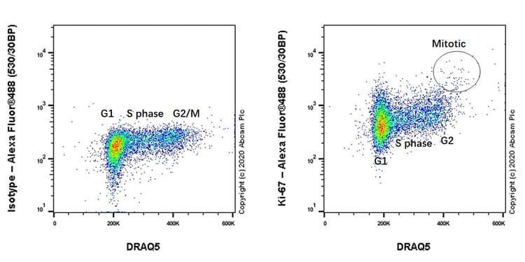 Anti-Ki67 antibody [B56](AB279653)