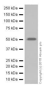 Anti-TNIP2 antibody [EPR17434](AB205925)