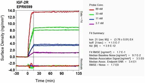 Anti-M6PR (cation independent) antibody [EPR6599](AB124767)