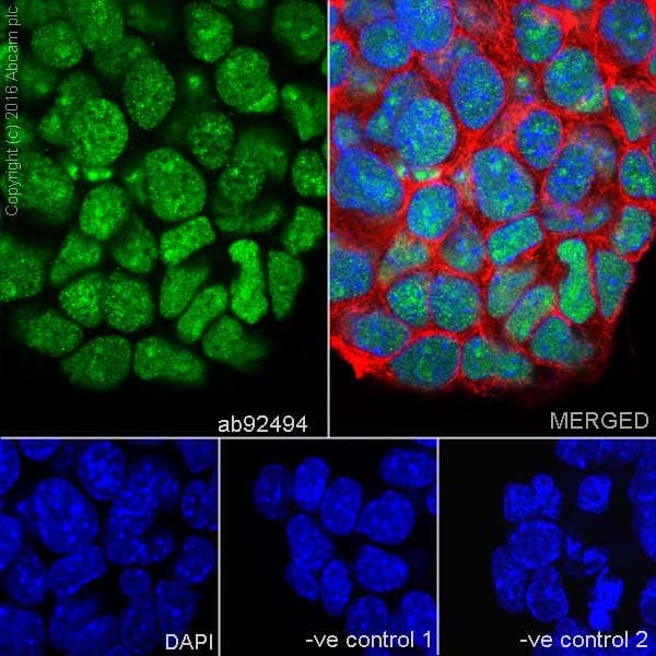 Anti-SOX2 antibody [EPR3131](AB92494)