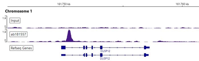 Anti-Oct4 antibody [EPR17929] - ChIP Grade - BSA and Azide free(AB271937)