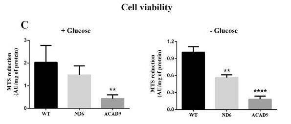 Fibroblast cell viability MTS assay comparing ND6 and ACAD9 deficient fibroblasts with wild type.