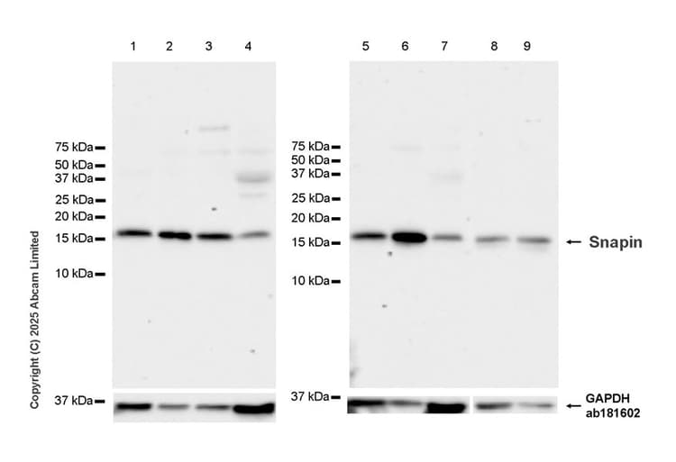 Goat Anti-Rabbit IgG H&L (HRP)(AB97051)