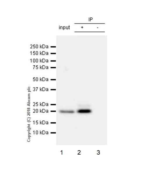 Anti-Proteasome 20S LMP2 antibody [EPR22042](AB242061)